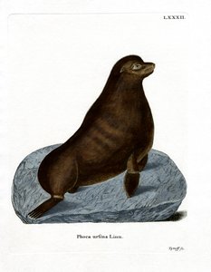 Foca pelosa del nord