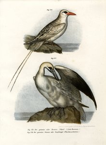 Sula bassana