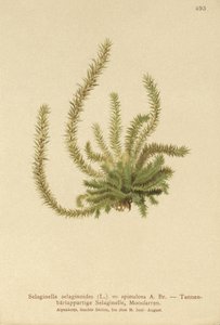 Selaginella selaginoides