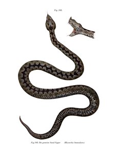 Vipera dal corno nasale