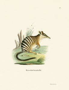 Numbat da German School