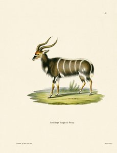 Nyala da German School