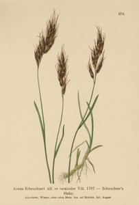 Avena Scheuchzeri da German School