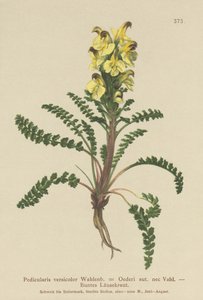 Pedicolare di Oeder (Pedicularis versicolor, Pedicularis Oederi) da German School