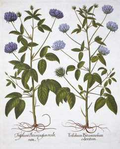 Trifogli a un fiore, da Hortus Eystettensis, di Basil Besler, pub. 1613 da German School