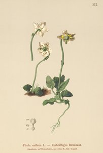 Pirola uniflora (Pirola uniflora, Pyrola uniflora, Moneses uniflora, Monesis uniflora) da German School