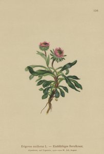 Erigeron unifloro da German School