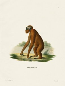 Orangutan