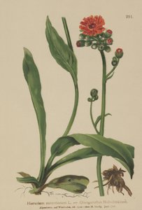 Pilosella aranciata (Hieracium aurantiacum, Hieracium brunneocroceum, Pilosella aurantiaca) da German School