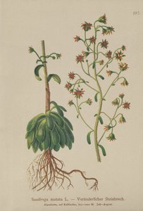 Sassifraga mutata (Saxifraga mutata) da German School