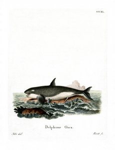 Orca da German School