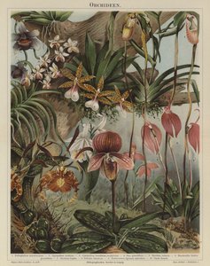 Orchidee