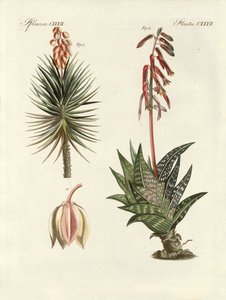 Pianta ornamentale (incisione colorata) da German School