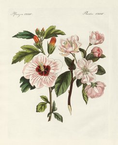 Piante ornamentali