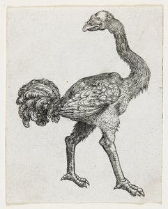 Struzzo da German School