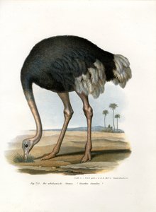 Struzzo, 1864 da German School