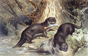 Lontra da German School