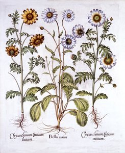 Margherita e crisantemo, da Hortus Eystettensis, di Basil Besler, pub. 1613 da German School