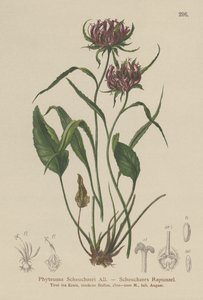 Raponzolo di Scheuchzer (Phyteuma Scheuchzeri) da German School