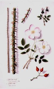 Rosa di campo bianca (Rosa silvestris alba) e Rosa canina (Rosa canina) c.1820 da German School