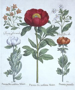 Peonie e borragine, da Hortus Eystettensis, di Basil Besler, pub. 1613 da German School