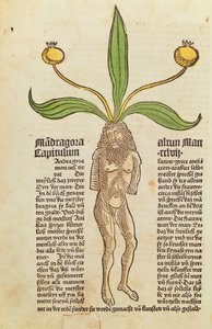 Pagina da un libro stampato