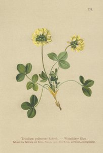 Trifoglio pallido (Trifolium pallescens) da German School