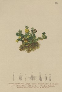 Borracina pallida (Sedum alpestre, Sedum repens, Sedum rubens) da German School