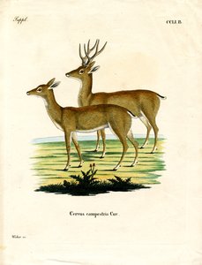Cervo delle pampas