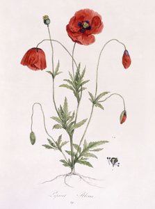Papaver rhoeas