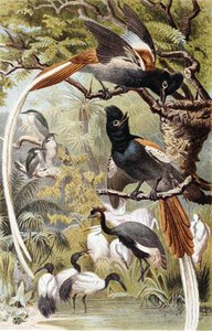 Paradise Flycatchers, tavola da "Brehms Tierleben: Allgemeine Kunde des Tierreichs", vol 4, p. 516, pubblicato da Bibliographisches Institut