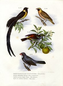 Vedova del paradiso, 1864 da German School