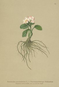 Ranuncolo a foglie di parnassia (Ranunculus parnassifolius) da German School