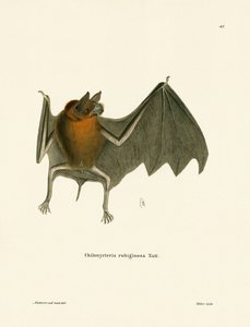 Pipistrello baffuto di Parnell