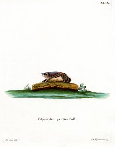 Pipistrello bicolore da German School