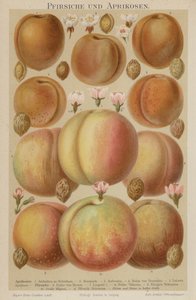 Pesche e albicocche