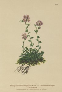 Thlaspi cepeaefolium