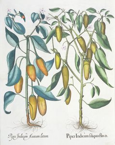 Peperoni, dal Hortus Eystettensis di Basil Besler, pub. 1613 da German School