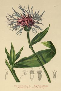 Fiordaliso perenne (Centaurea montana) da German School