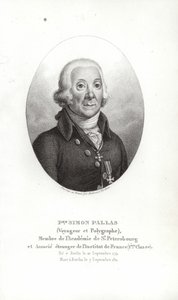 Peter Simon Pallas da German School