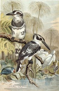Martin pescatore piede, tavola da "Brehms Tierleben: Allgemeine Kunde des Tierreichs", vol.5, p.60, pubblicato da Bibliographisches Institut da German School