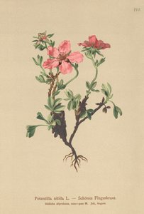 Cinquefoil rosa (Potentilla nitida) da German School