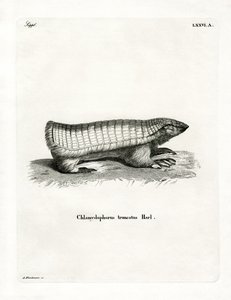 Armadillo fata rosa