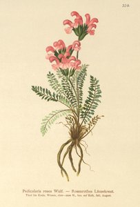 Pedicolare rosa (Pedicularis rosea)