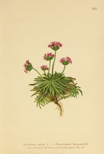 Androsace rosa (Androsace carnea)