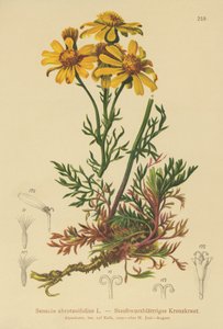 Senecio a foglie pennate da German School