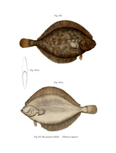 Platessa