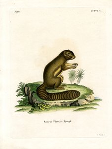 Scoiattolo piantaggine