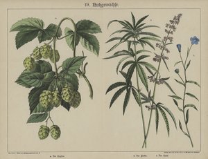 Piante