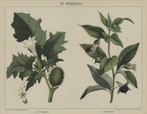 Piante